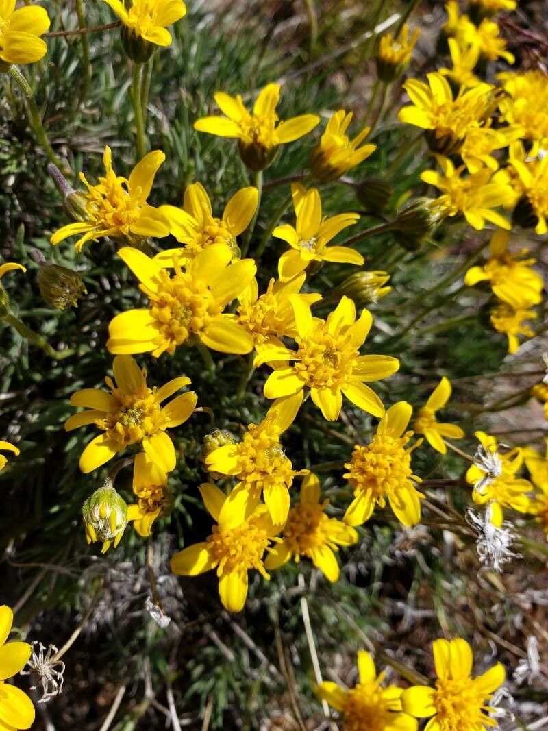 Nestotus stenophyllus — houseplant care guide