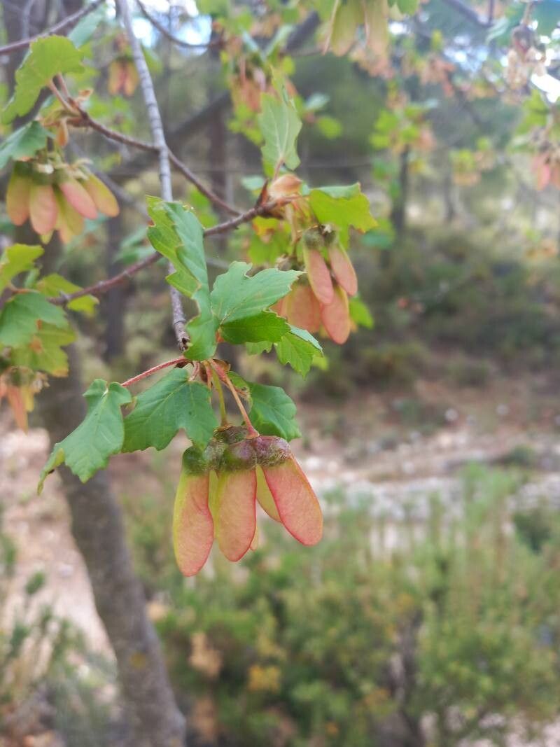 Acer granatense fruit