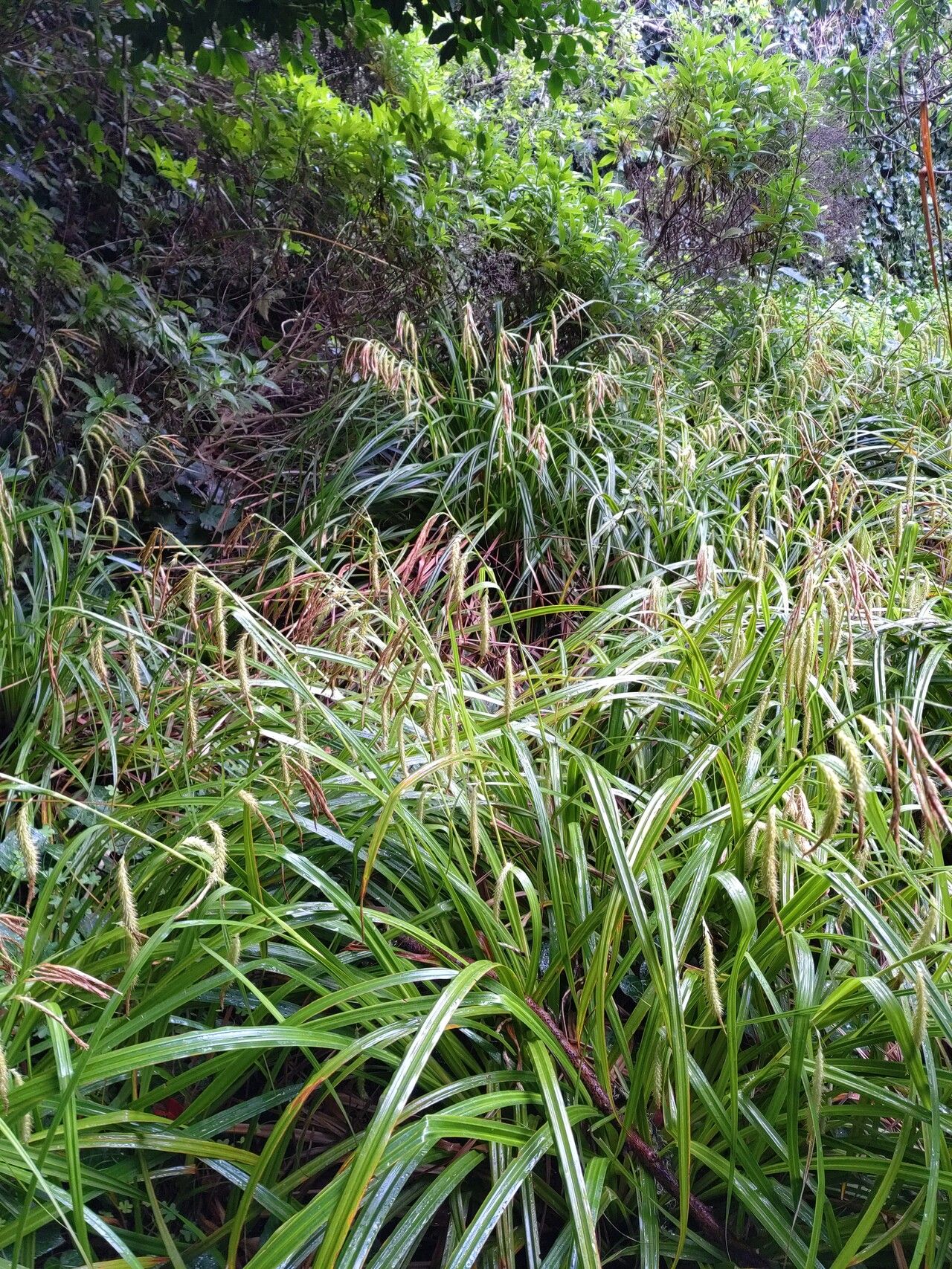 Carex perraudieriana — houseplant care guide