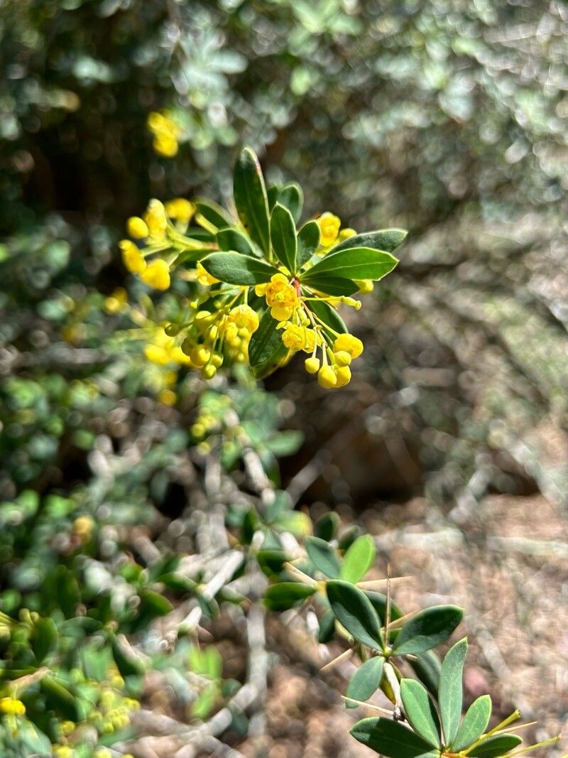 Berberis pruinosa flower