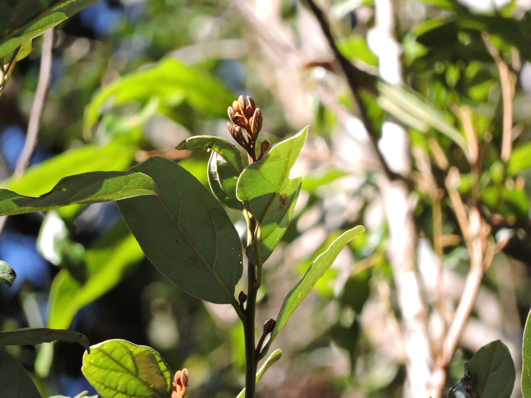 Cryptocarya crassifolia — houseplant care guide