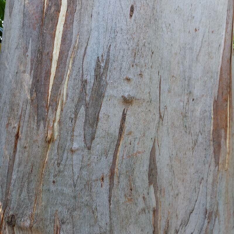 Eucalyptus dorrigoensis bark