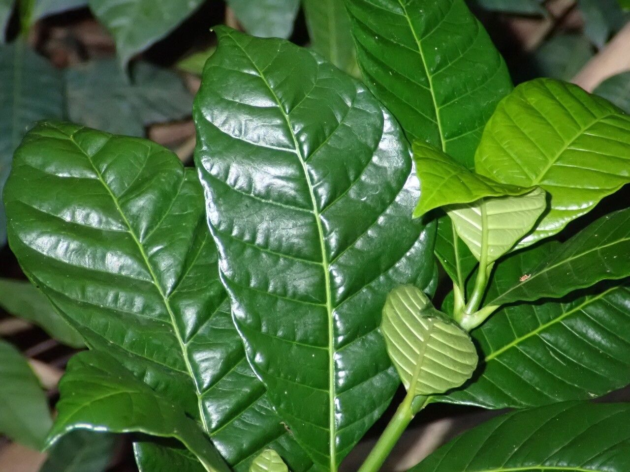 Bonafousia siphilitica — search result for 'Tabernaemontana'