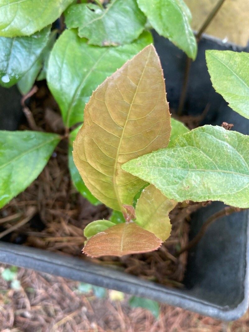 Ardisia japonica leaf