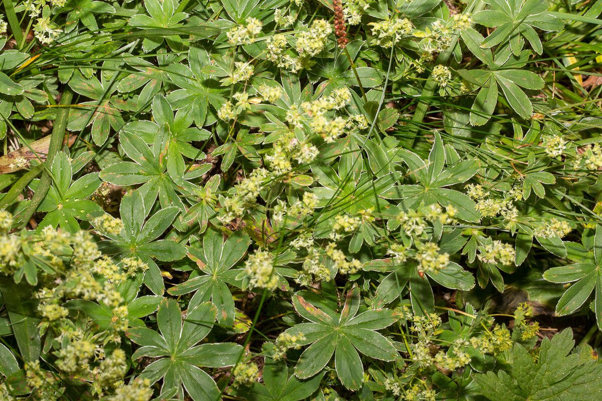 Alchemilla conjuncta flower