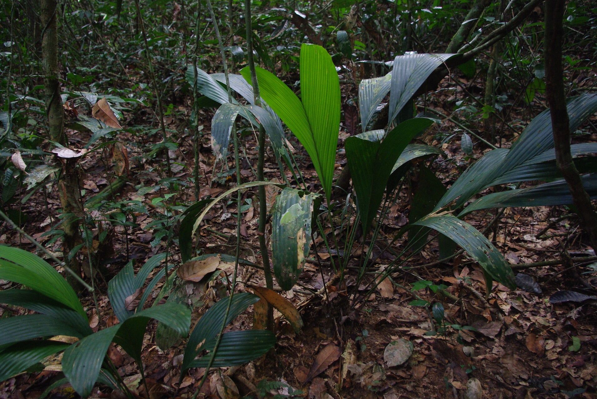 Eremospatha tessmanniana habit