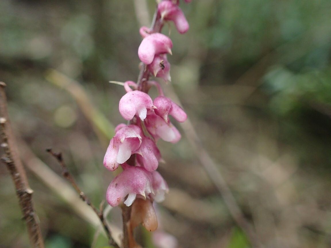 Polystachya biteaui — houseplant care guide