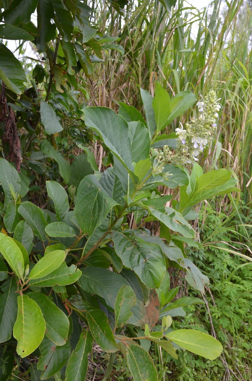 Rotheca serrata habit