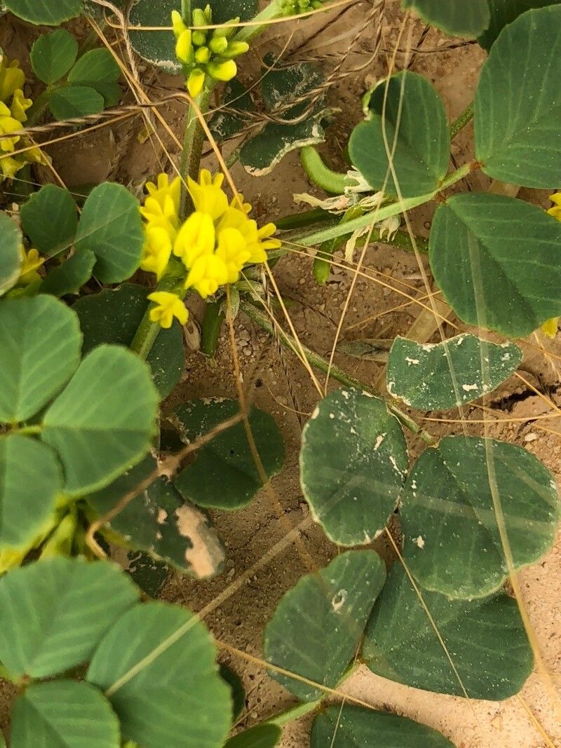 Trigonella stellata flower