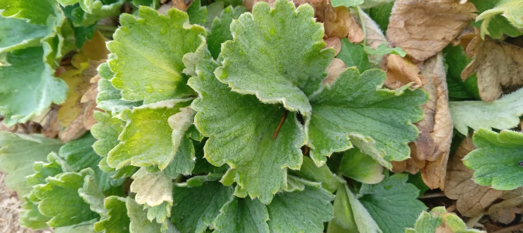 Potentilla megalantha — search result for 'Potentilla'
