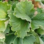 Potentilla megalantha