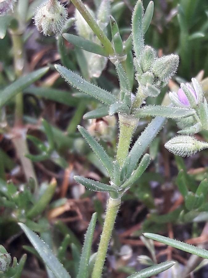 Spergula marina leaf