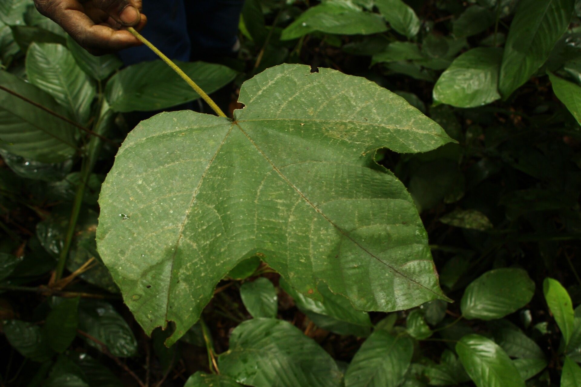 Macaranga angolensis leaf
