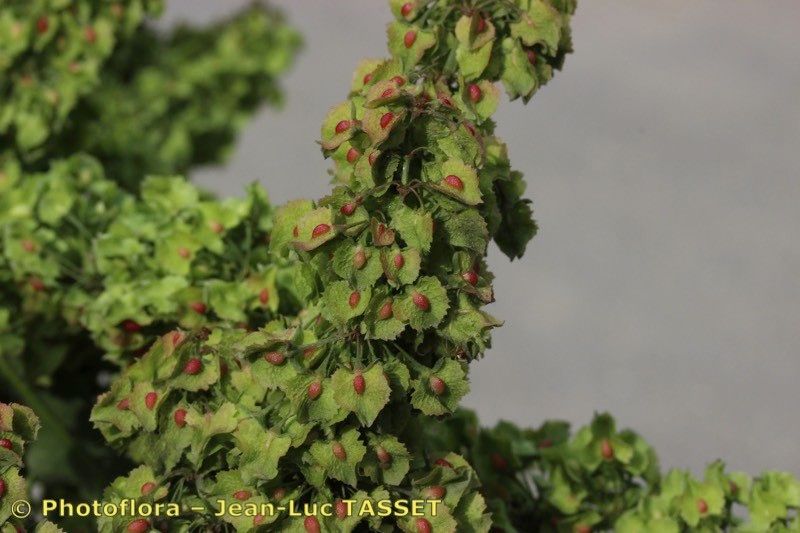 Rumex × dimidiatus fruit