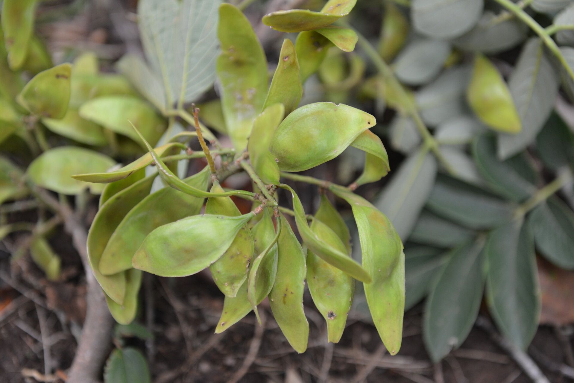 Lonchocarpus retifer fruit