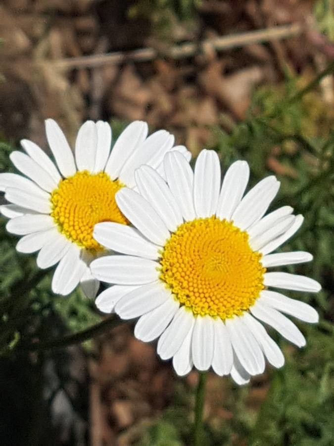Leucanthemum monspeliense flower