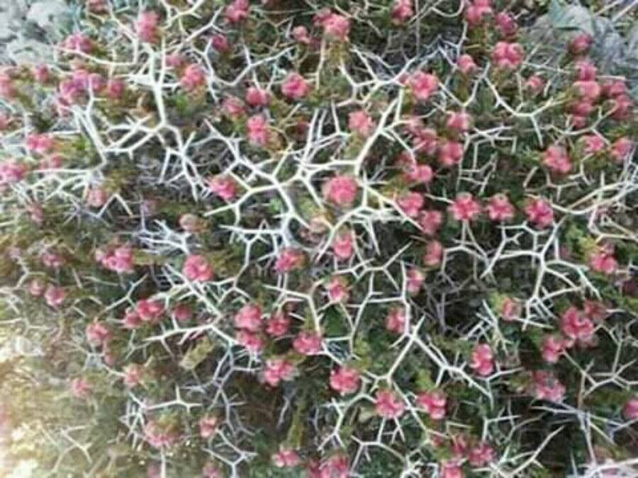 Sarcopoterium spinosum fruit