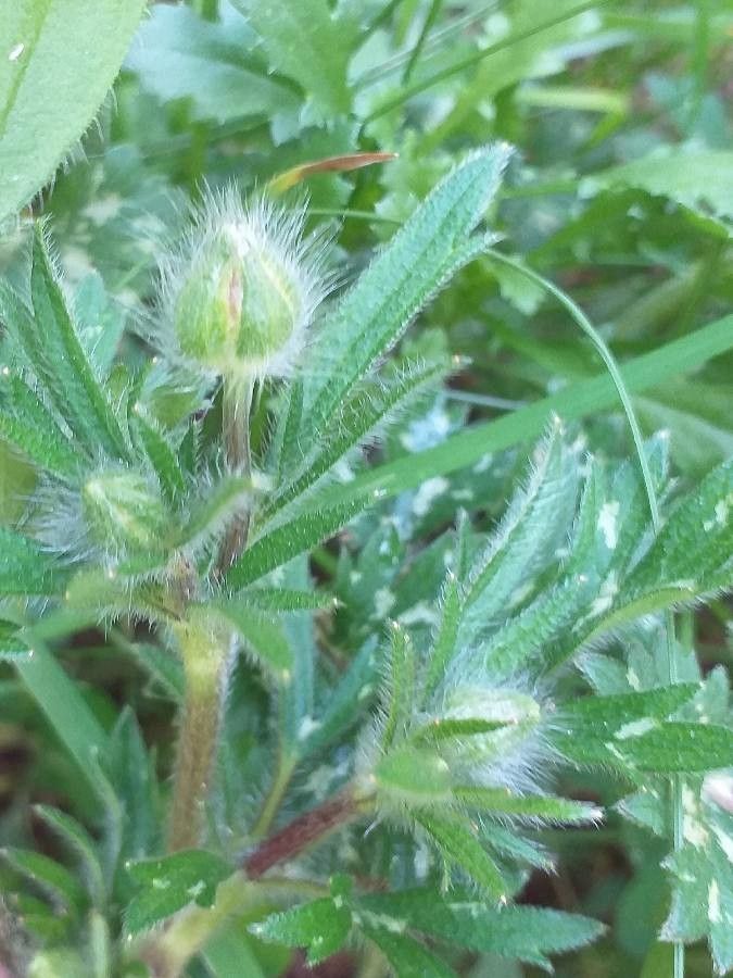 Ranunculus bulbosus leaf