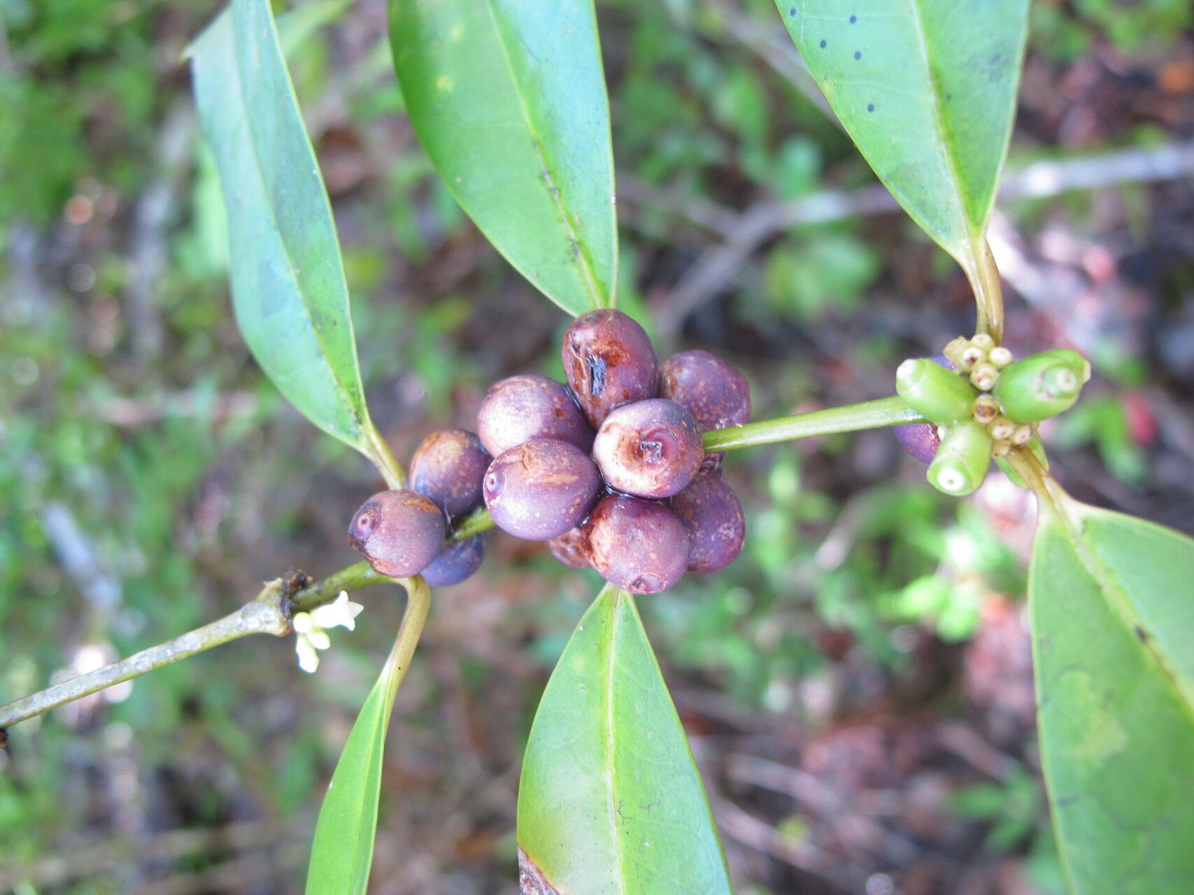 Saldinia littoralis — houseplant care guide