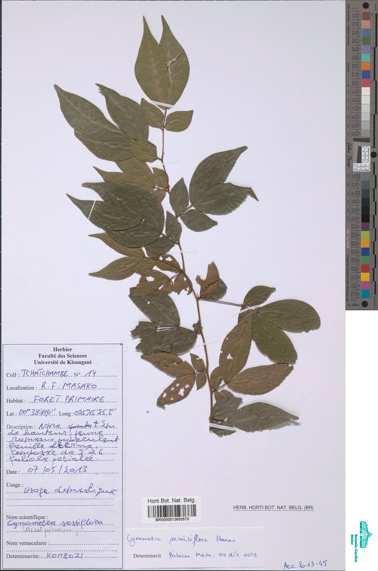 Cynometra sessiliflora — houseplant care guide