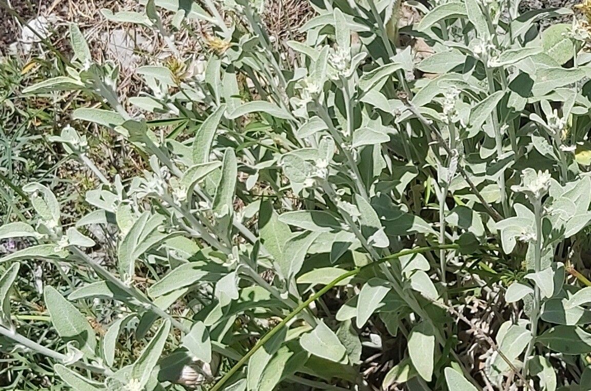 Pentanema aschersonianum — related species from the same genus