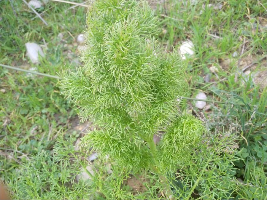 Ferulago campestris leaf