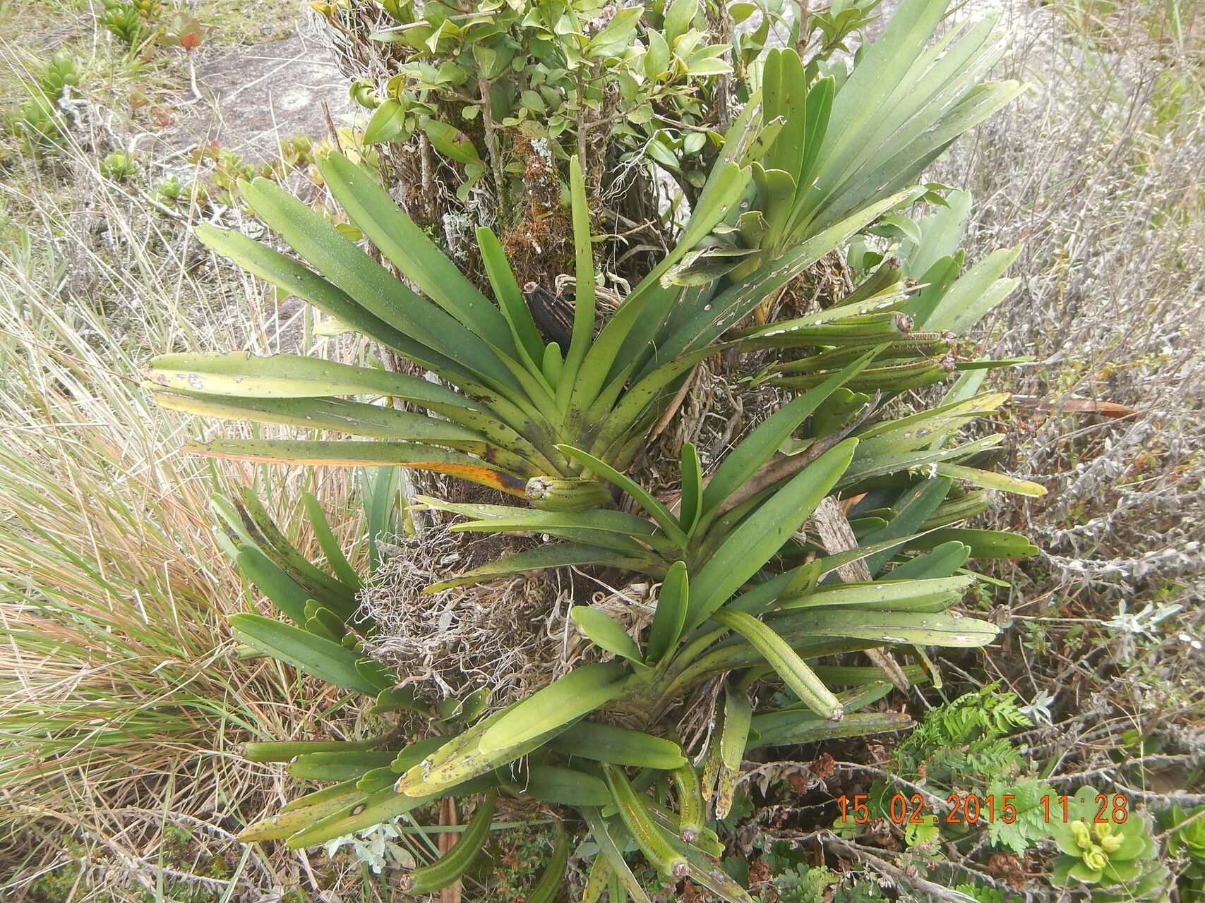 Jumellea brachycentra — houseplant care guide