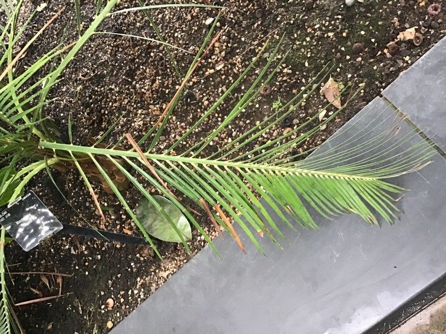 Macrozamia miquelii — search result for 'Zamiaceae'