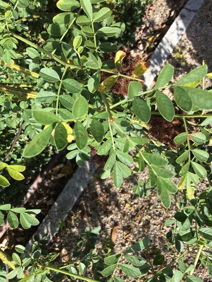 Glycyrrhiza echinata leaf