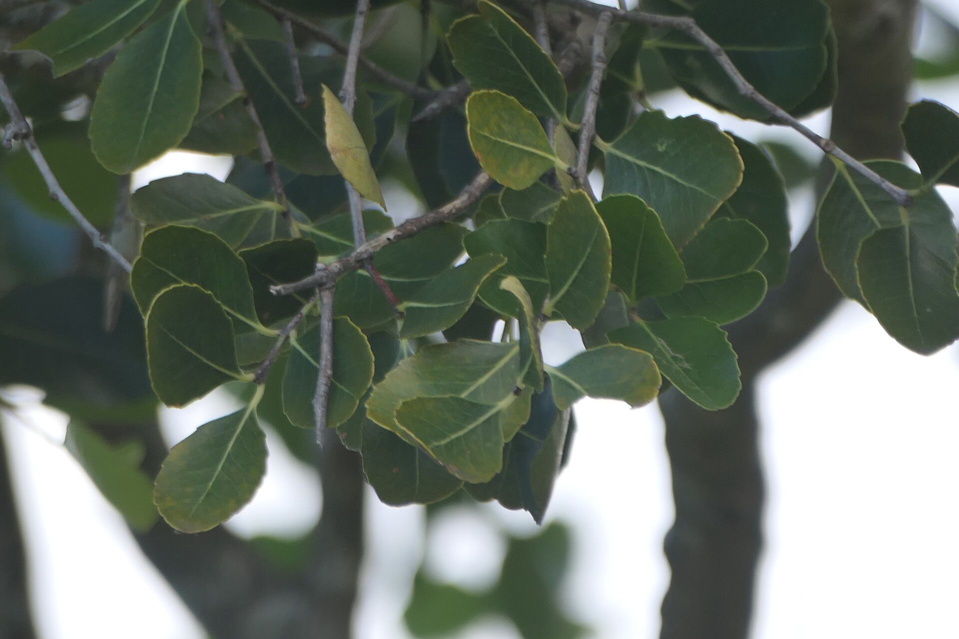 Cassine peragua — search result for 'Cassine'