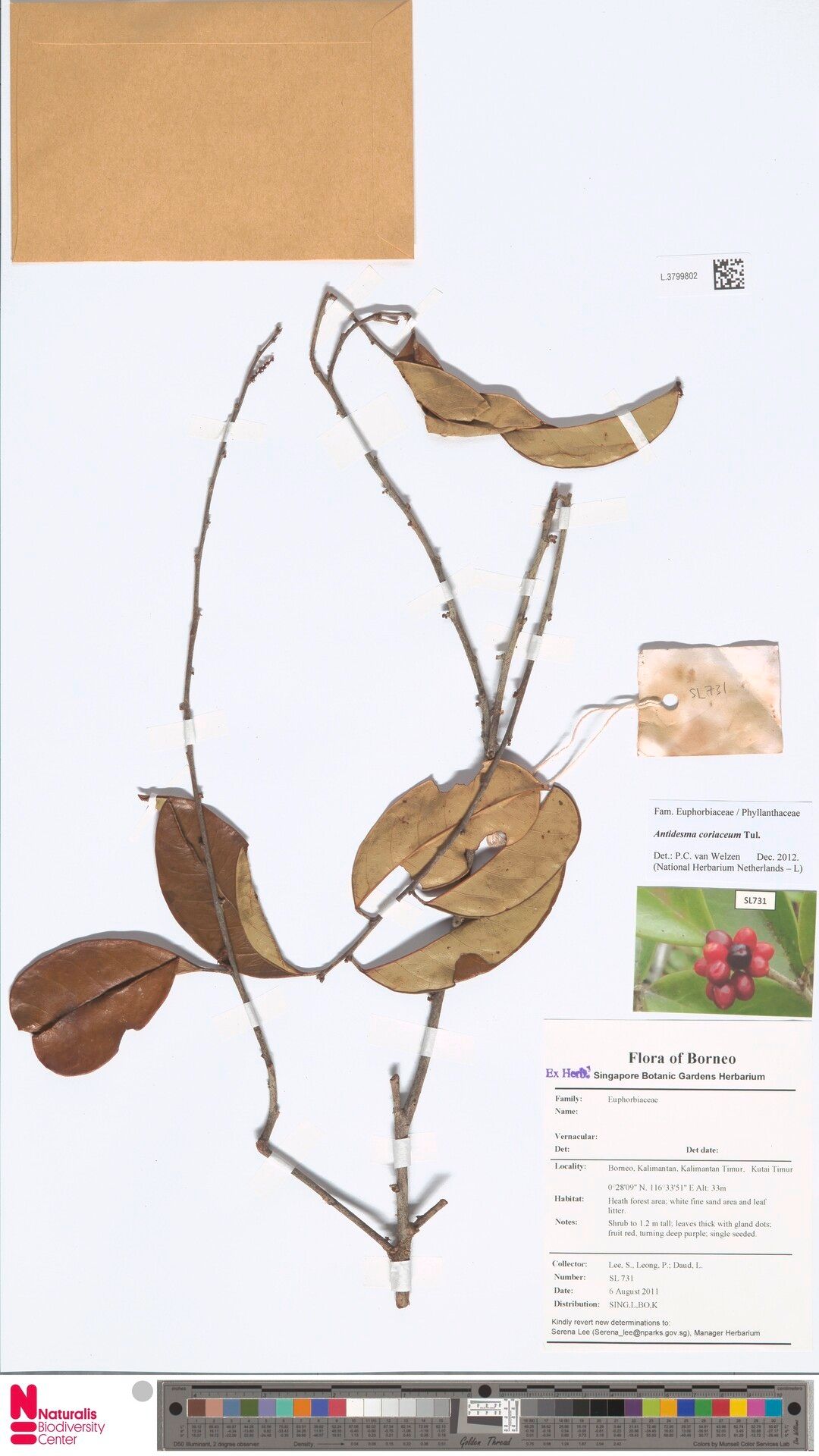 Antidesma coriaceum — related species from the same genus