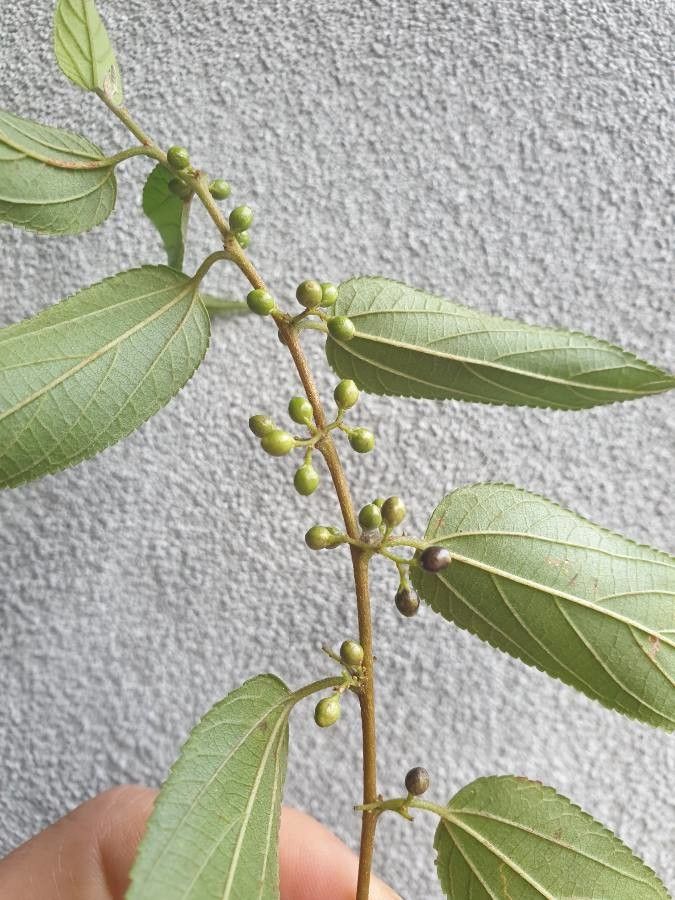 Trema micrantha fruit