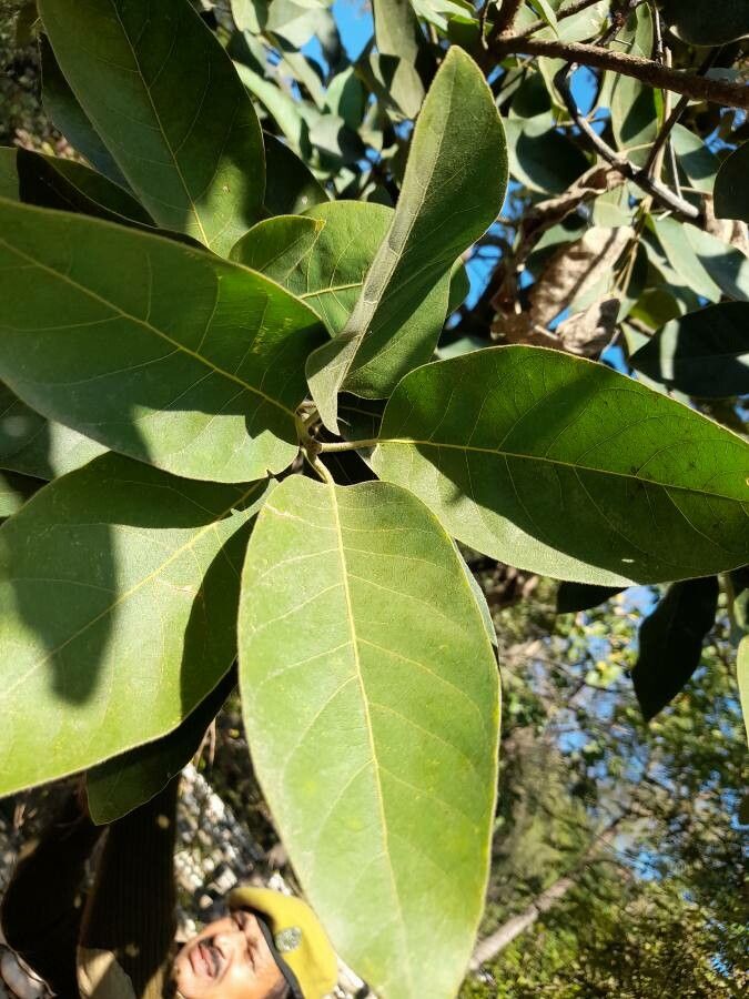 Litsea monopetala leaf