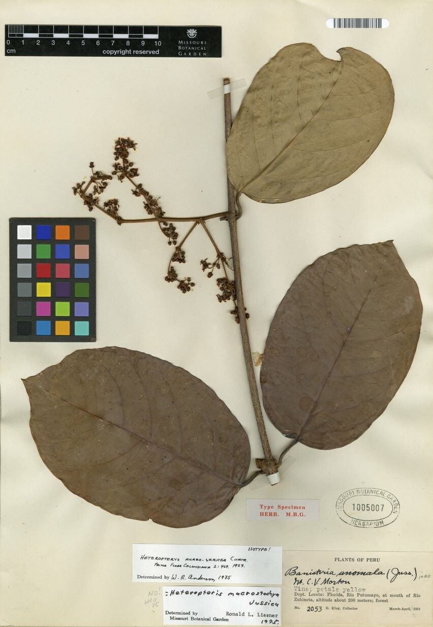 Heteropterys aureosericea — related species from the same genus