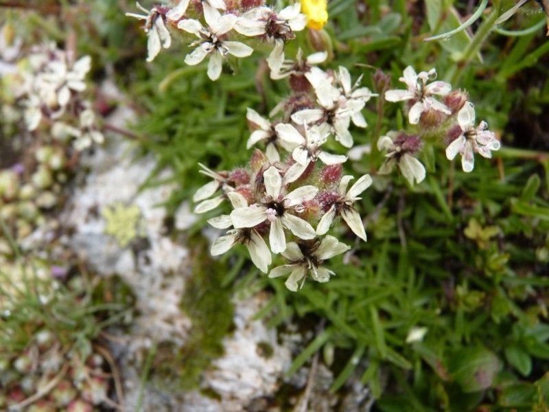Saponaria lutea habit