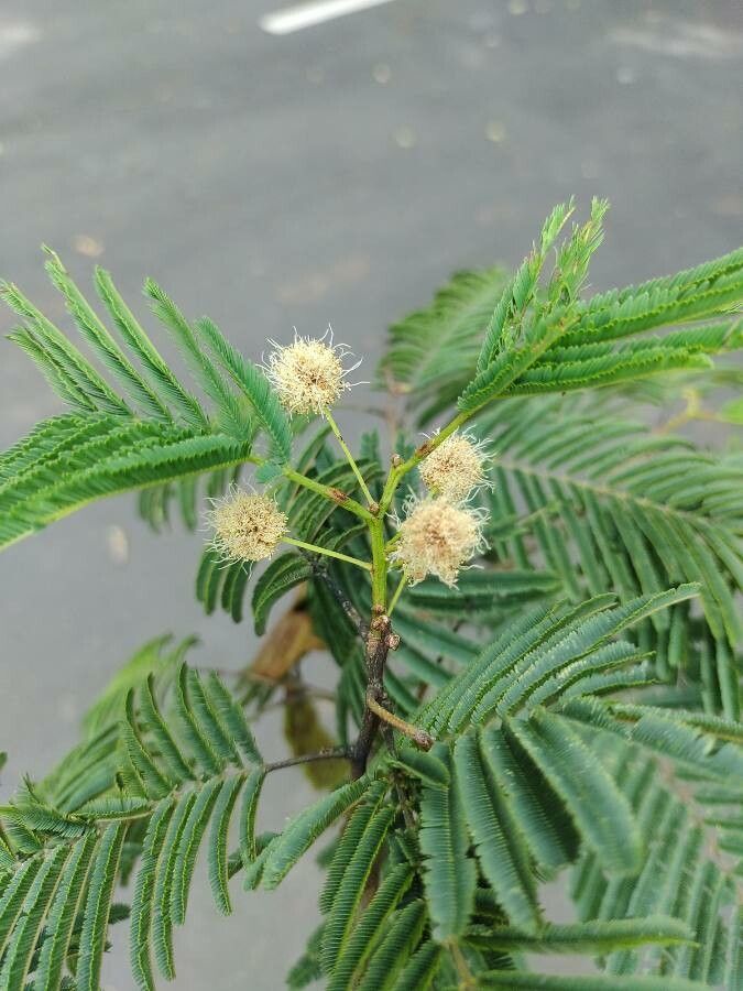 Anadenanthera colubrina flower
