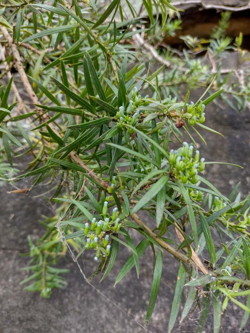 Podocarpus spinulosus habit