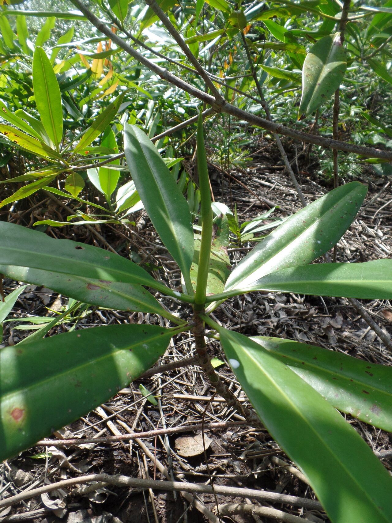 Rhizophora × harrisonii leaf