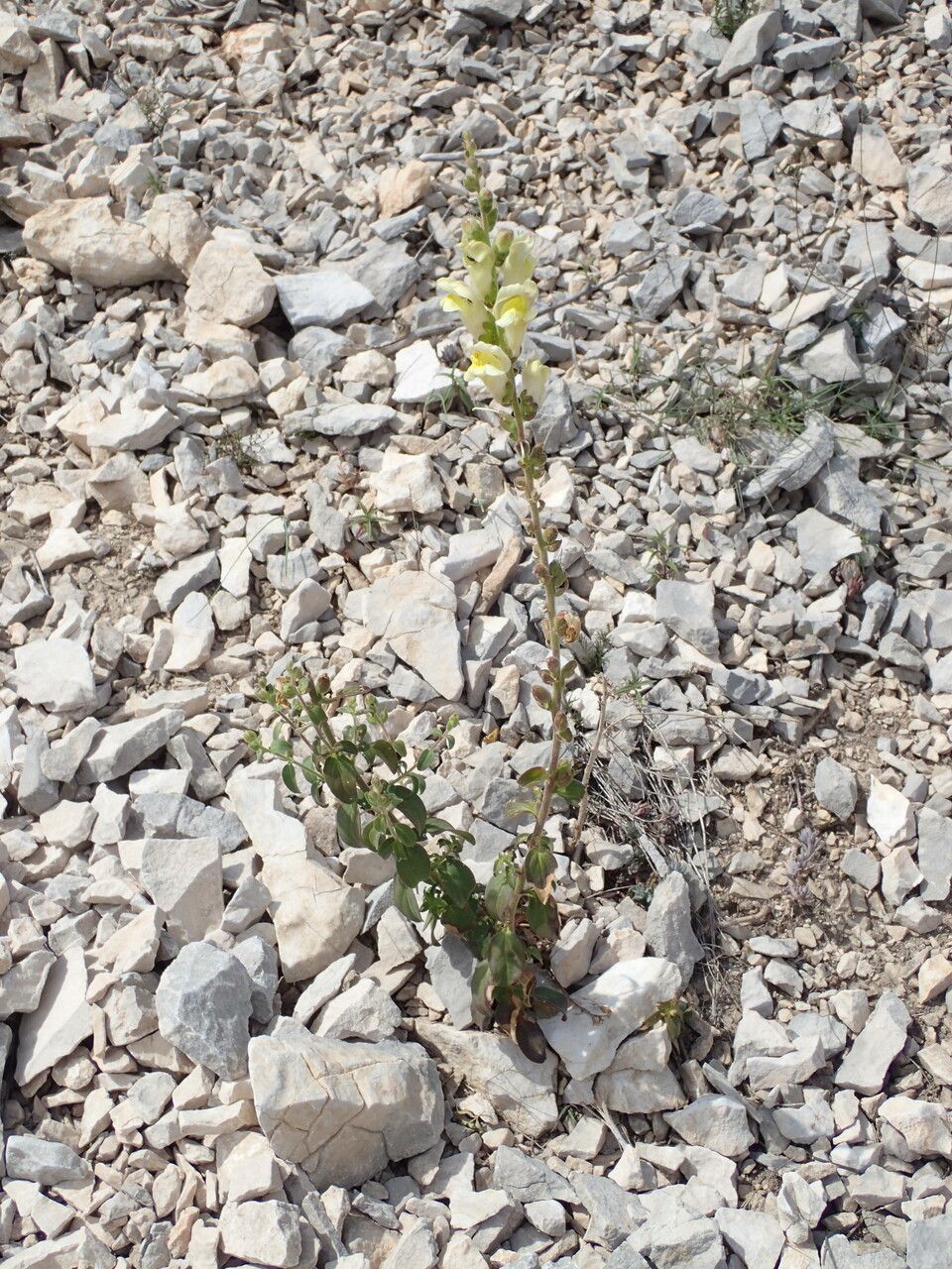 Antirrhinum latifolium habit