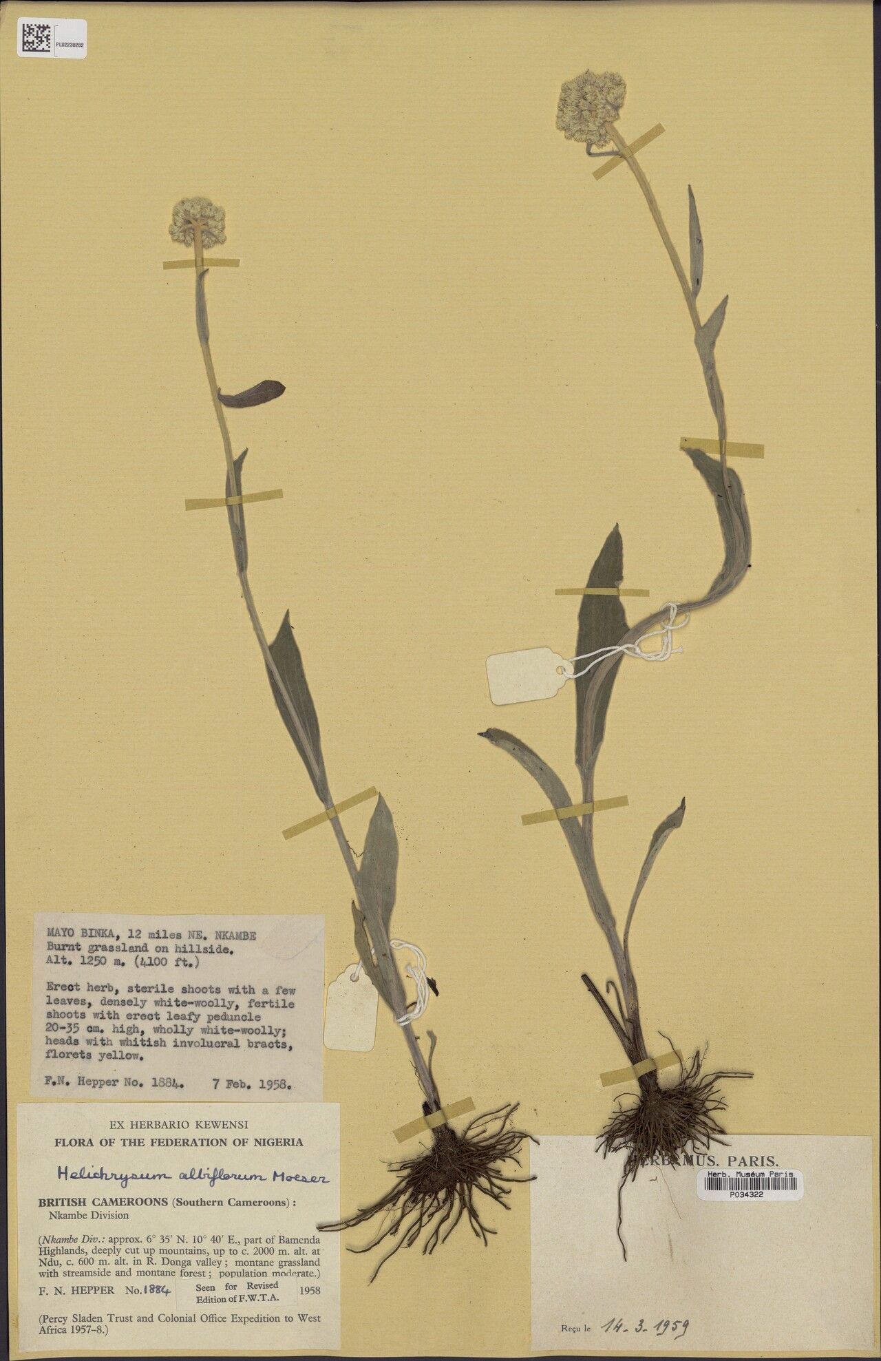 Helichrysum albiflorum