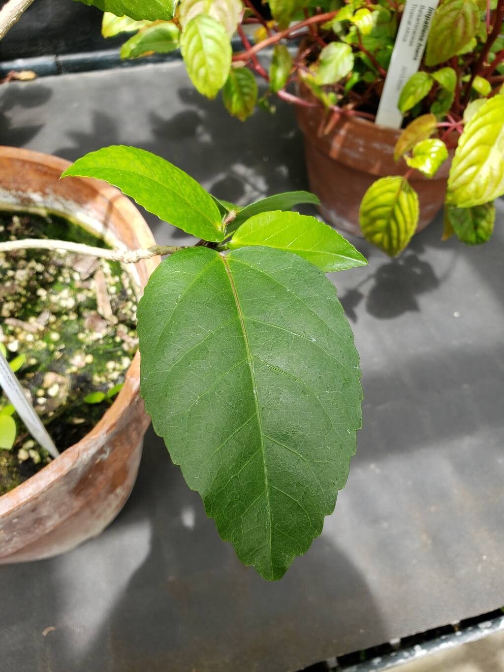 Hibiscus kokio leaf