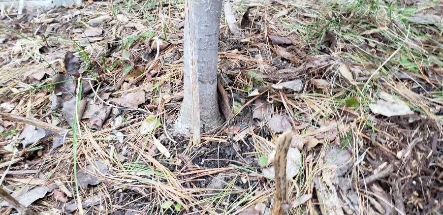 Eucalyptus brockwayi bark