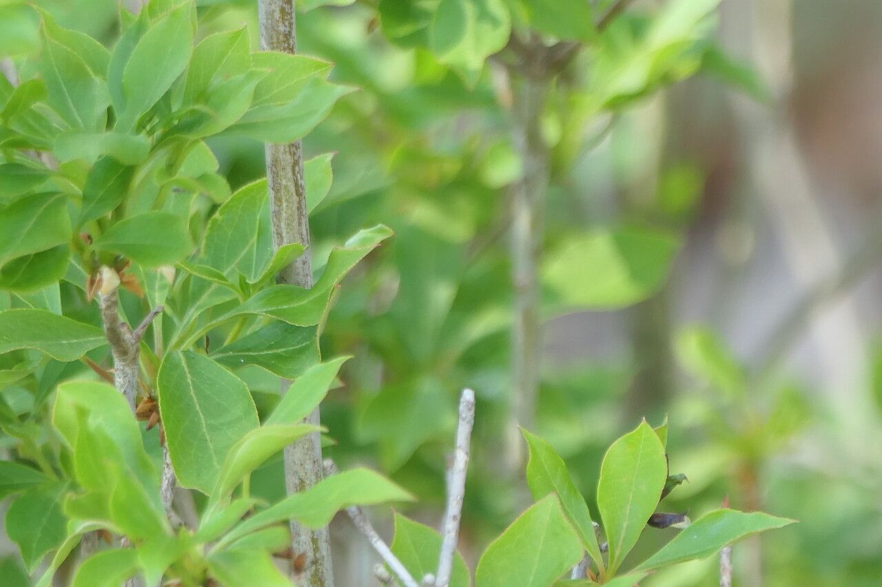Enkianthus perulatus bark