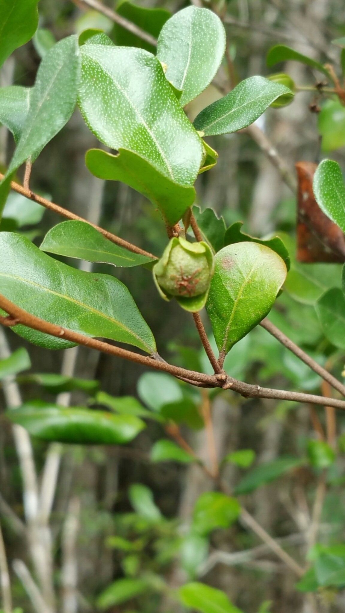 Croton nitidulus — houseplant care guide