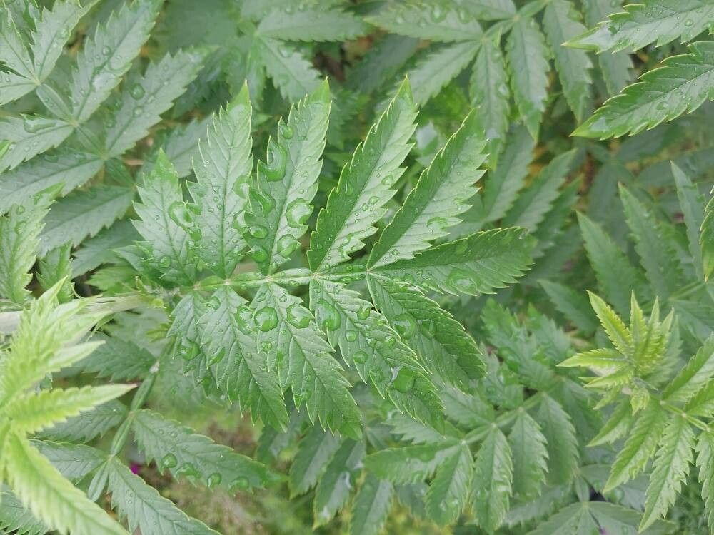 Melianthus dregeanus