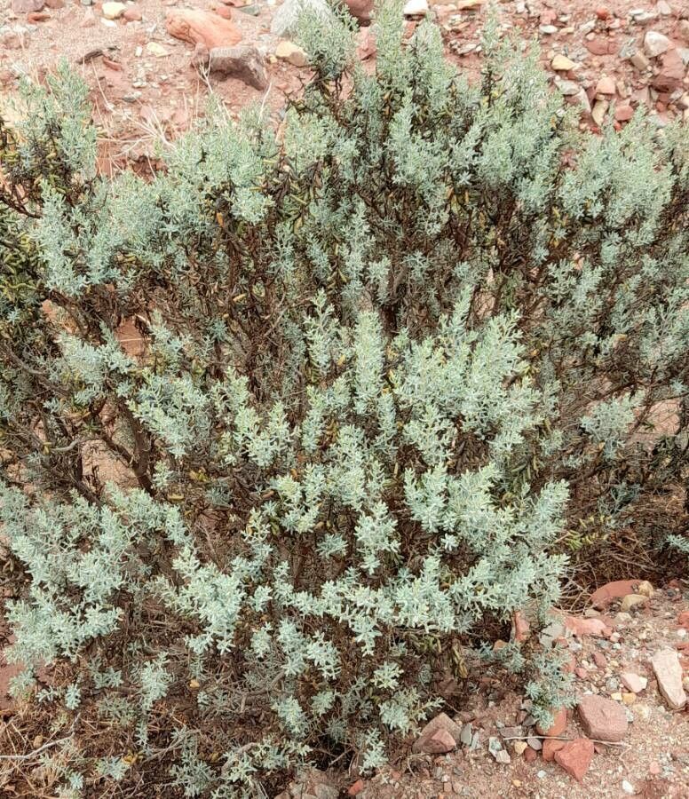 Suaeda divaricata habit