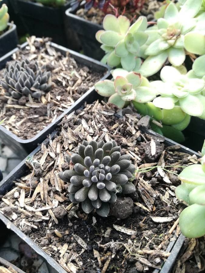 Sinocrassula yunnanensis habit