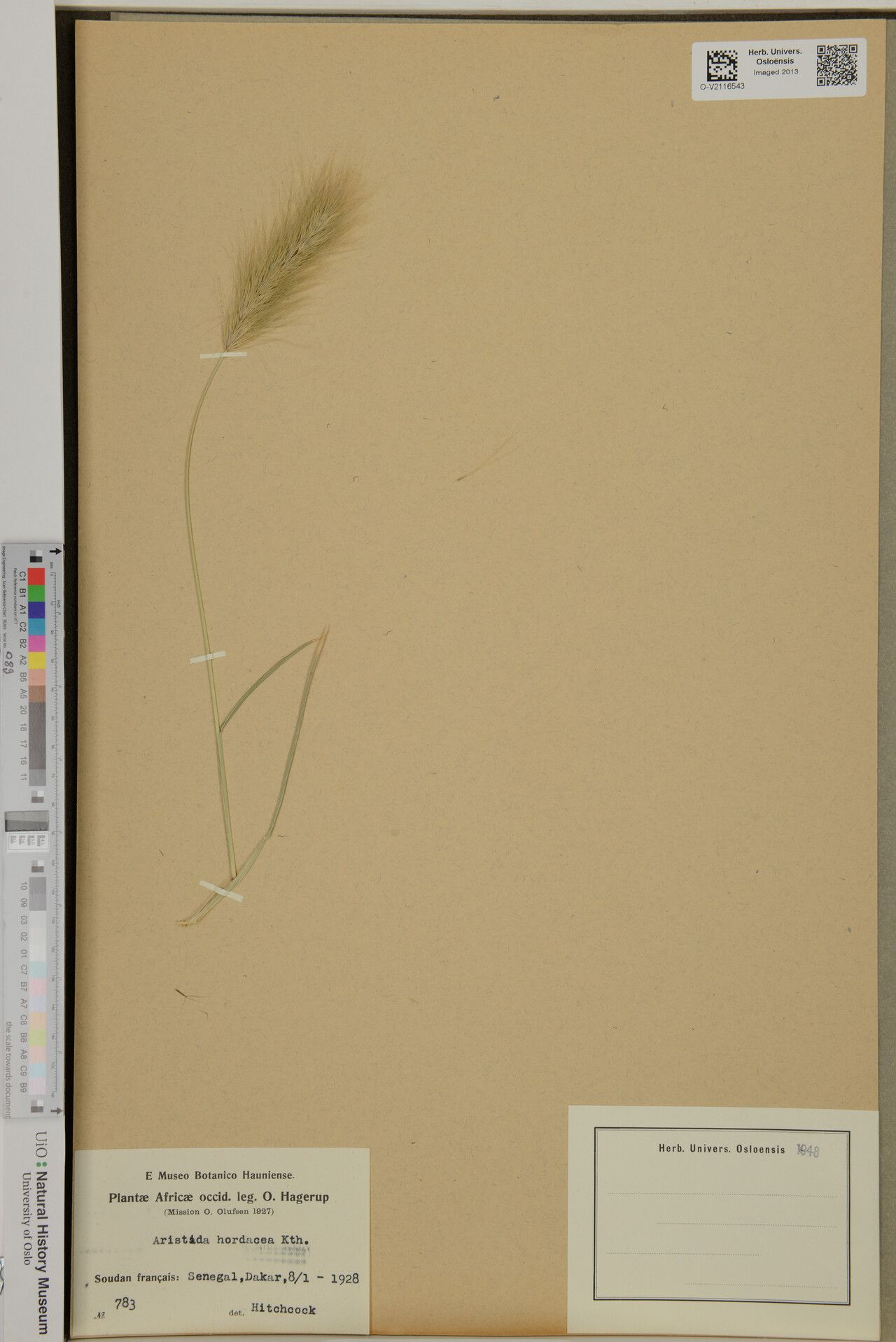 Aristida hordeacea — search result for 'Aristida'