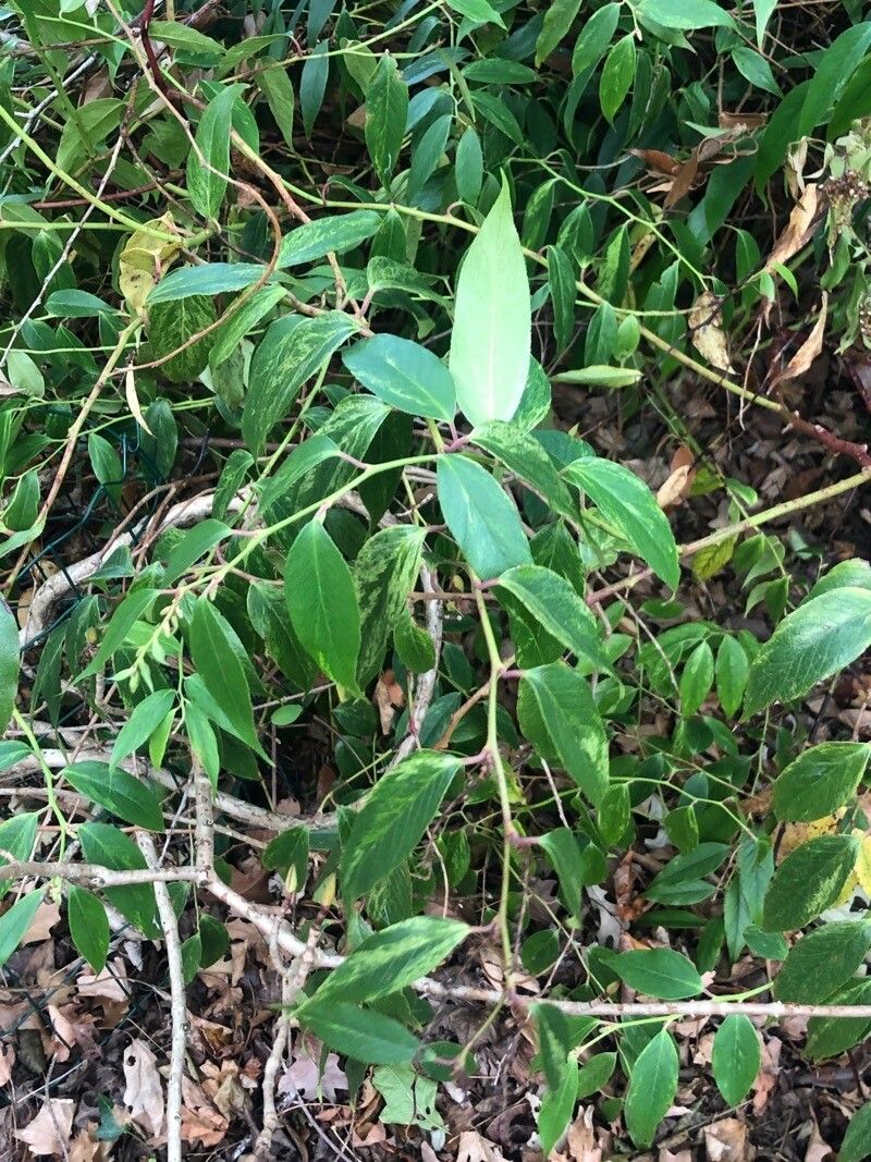Schizophragma corylifolium — related species from the same genus