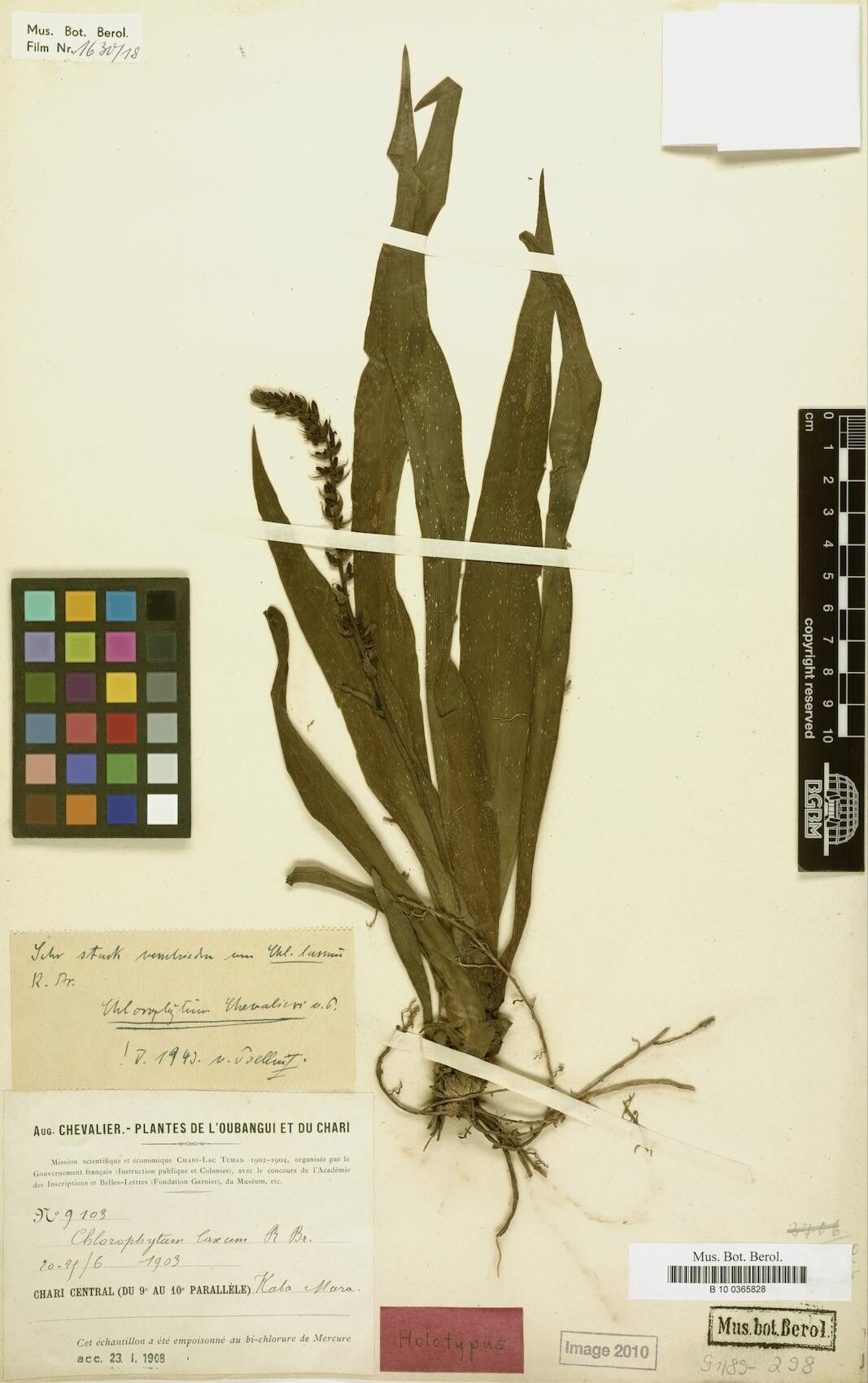 Chlorophytum chevalieri — search result for 'Chlorophytum'